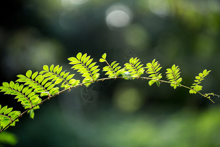 自然植物绿色树叶素材背景图片