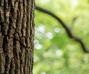 自然绿色树干背景素材高清图片