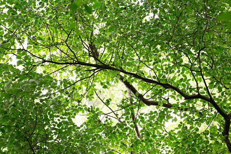 自然绿色树枝背景素材图片