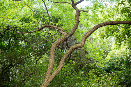 自然绿色树枝背景图片