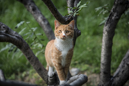 我是小老虎猫咪干草地高清图片