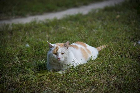 干草地堆喜欢晒太阳的猫背景
