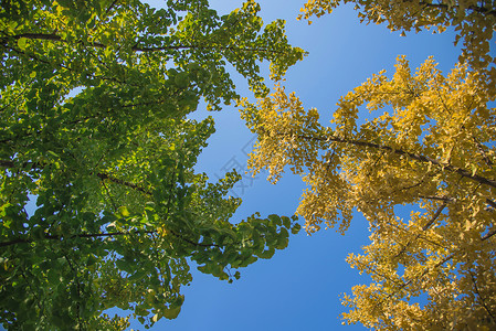 绿色黄色秋季分支高清图片