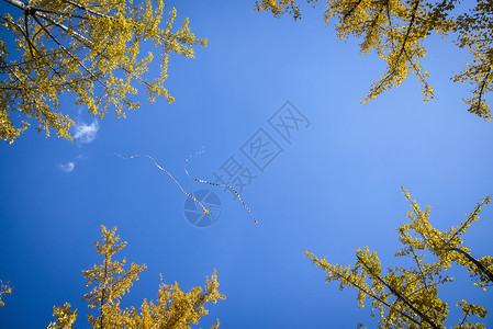 树上的风筝图片