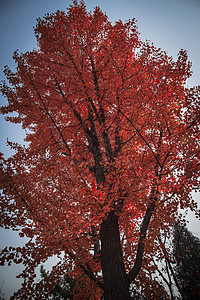 红红火火的树图片