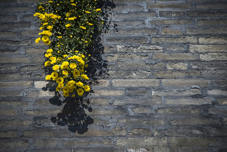 野菊黄色的砖高清图片