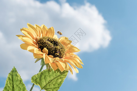 蜜蜂正在采蜜蓝天白云向日葵背景图片