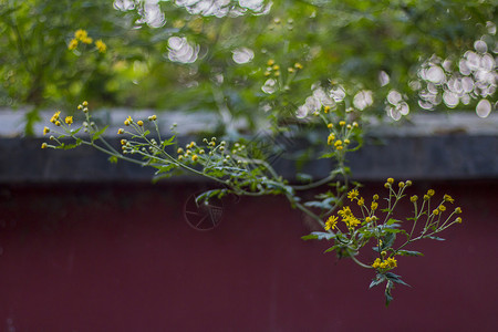 颜色不一光弧秋背景