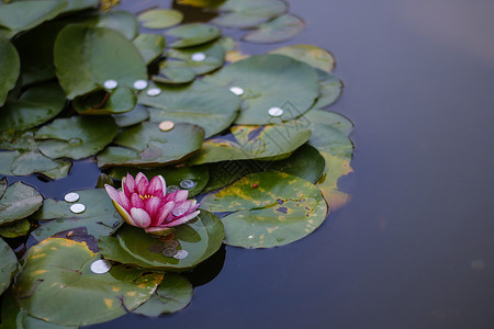 水生花秋莲背景