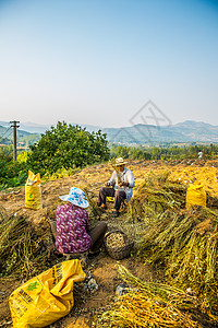 收花生沂蒙山区农家乐秋分高清图片