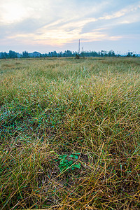 野生丹参长在荒草里自然农法种植背景图片