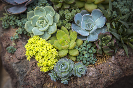 绿色植物桌面萌萌的多肉背景