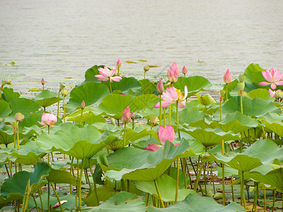 荷花仙子背景