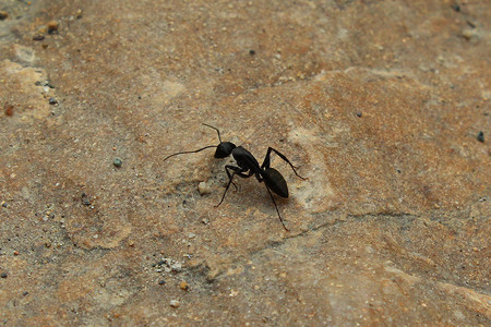 蚂蚁黑色蚂蚁高清图片