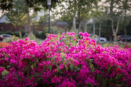 夏天颜色杜鹃花背景