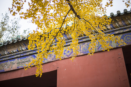 宫里的秋叶传统宫里高清图片