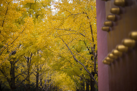 宫门里的秋叶高清图片