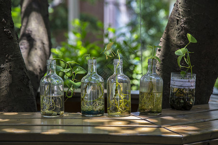 绿化艺术玻璃瓶子.环保背景