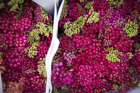 咖喱花咖喱植物高清图片