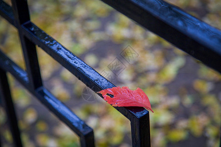 漂亮红色树叶秋雨背景