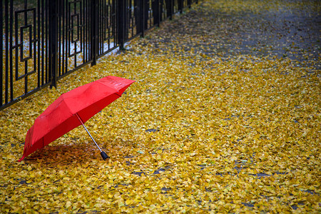 红雨伞秋雨.红伞背景