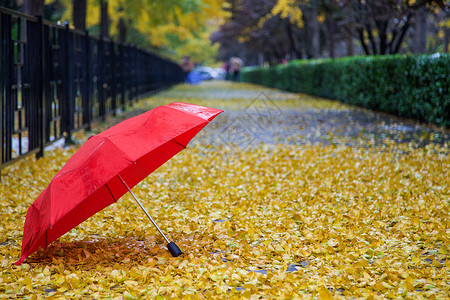 秋雨.红伞背景图片