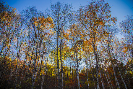 秋天的木头秋树背景