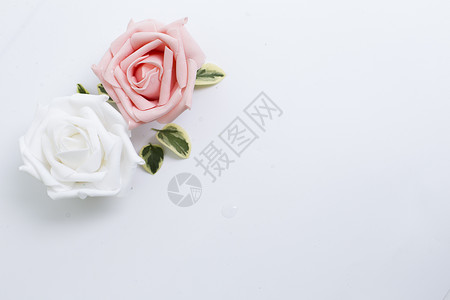 白色玫瑰背景白色下的花背景