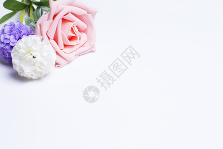 粉色花装饰白色下的花背景