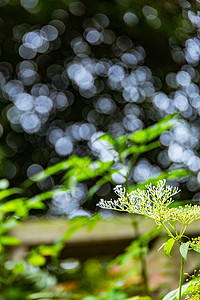 绿色植物背景虚化背景图片