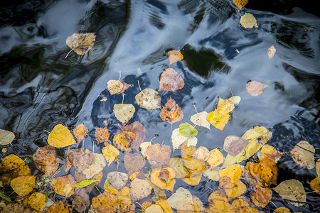 桌面平面水上秋叶背景