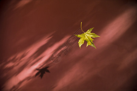 明亮的颜色秋枫背景