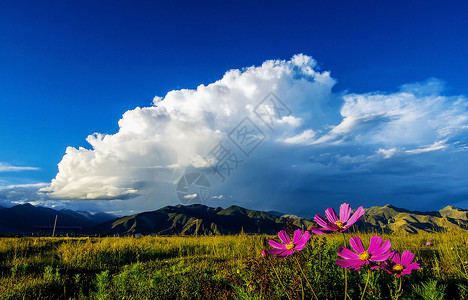 格桑花开背景