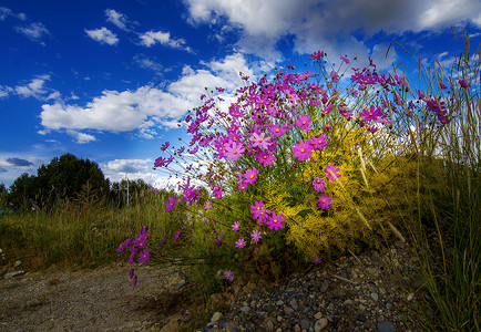 高原上的格桑花格桑花开背景