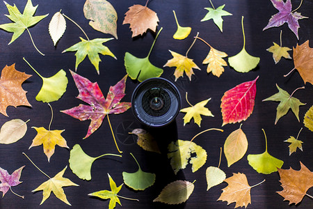 镜头之秋叶自然模式高清图片