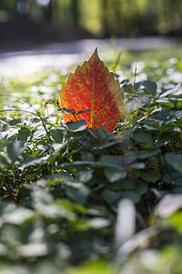 红火的秋叶图片