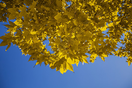 秋枫明亮的大自然高清图片