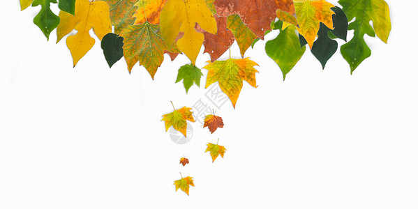 梧桐叶 秋天的叶子平铺素材背景图片