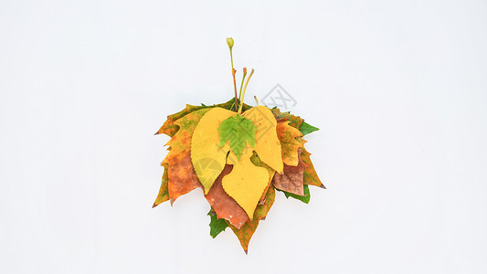 梧桐叶 秋天的叶子平铺素材图片
