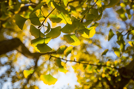 秋银自然树模式高清图片