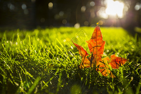 立秋刺猬秋天的枫叶背景