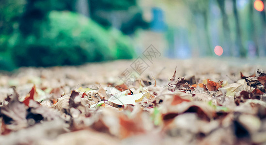 落叶干枯地面高清图片