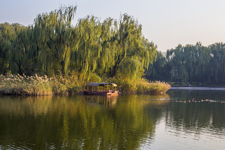 芦苇景秋意公园背景