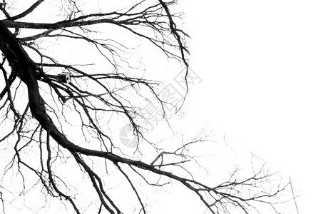 光秃秃的树枯树枝背景