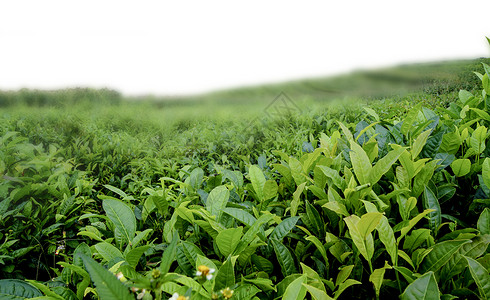 山茶树绿叶密集高清图片
