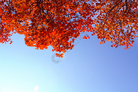 栗子和红叶秋天背景