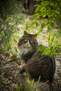 猫与植物猫与秋天背景