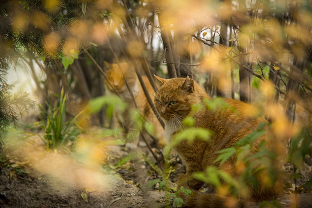 浓浓动物之情猫与秋天背景