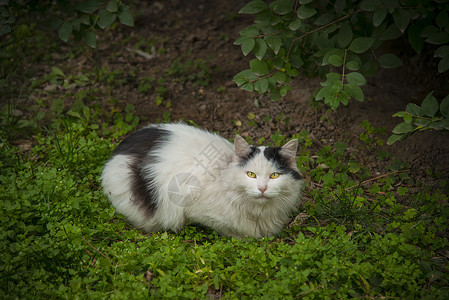 猫与秋天图片