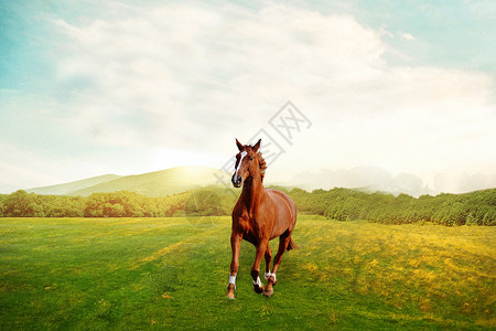 马草原草地上奔跑的骏马设计图片